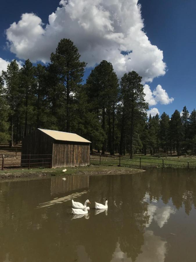 Grand Canyon 1Bd Loft/Suite-Horseback Riding-Shooting-Dogs Ok! Parks Exterior photo